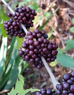 Black Beautyberry, Mexican Beautyberry, Callicarpa acuminata